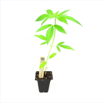 Girl Scout Cookies Seedling