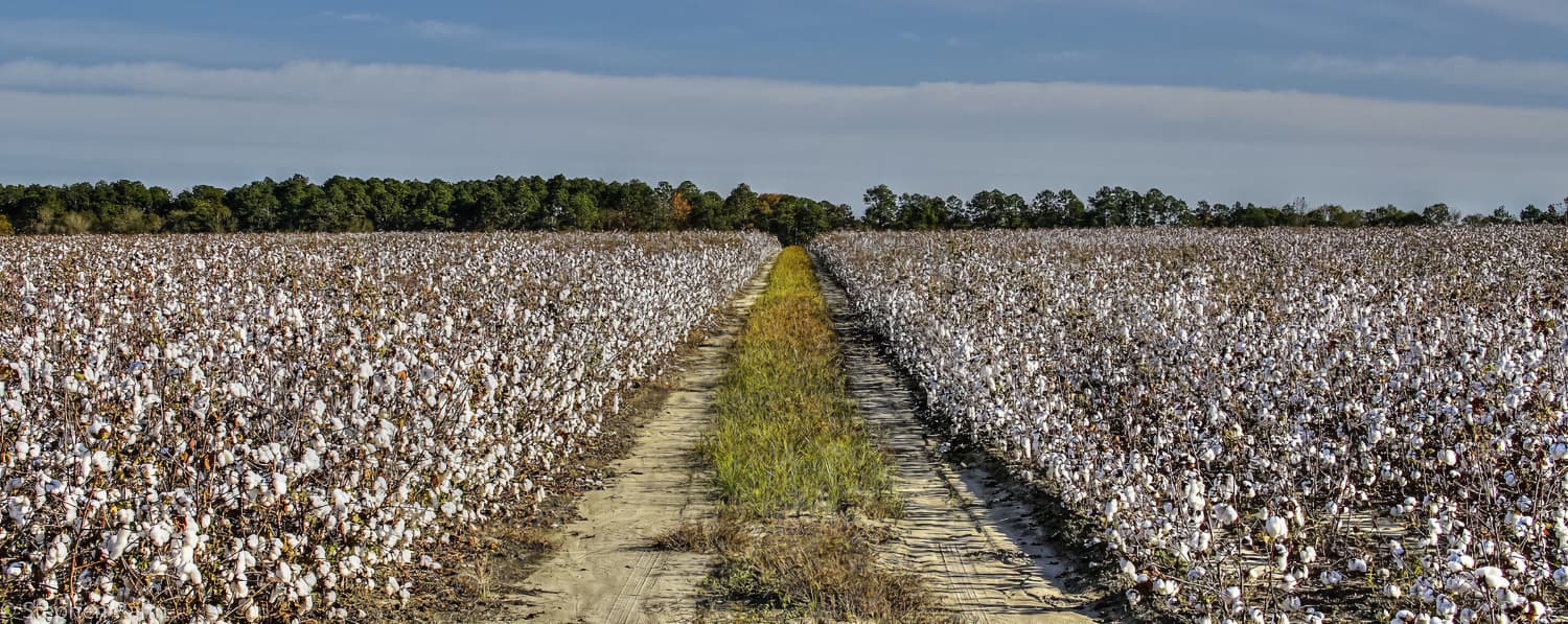 why do we get cotton mouth? on Bud Media